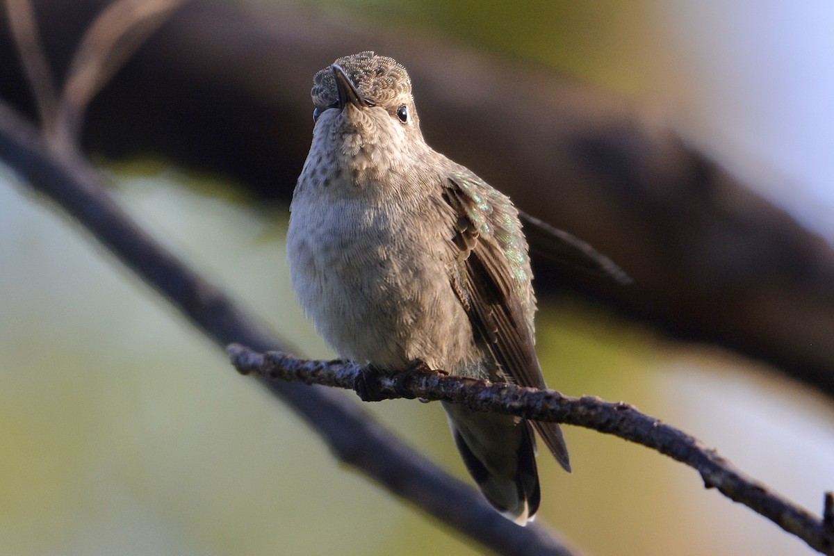 Anna's Hummingbird - lise owens