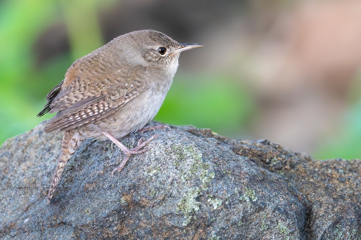 House Wren - M K