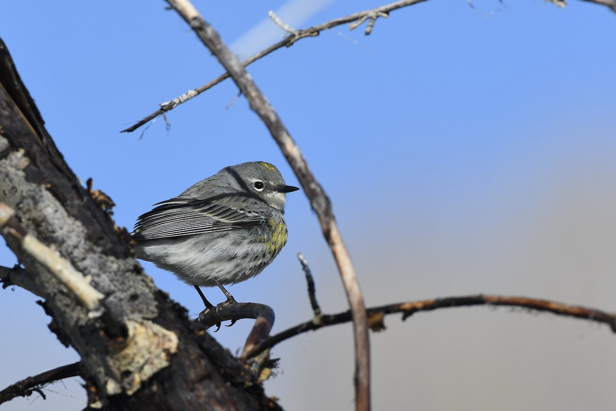 Yellow-rumped Warbler (Myrtle) - Donald Jones