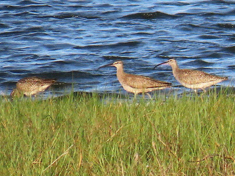 Whimbrel (Hudsonian) - Karen Lebing