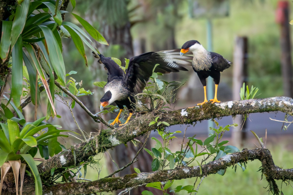 Crested Caracara - Michael Warner