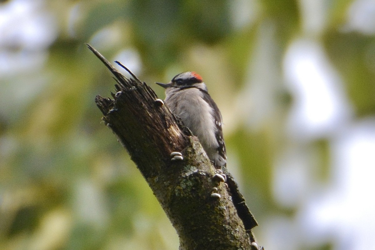 Downy Woodpecker - lise owens