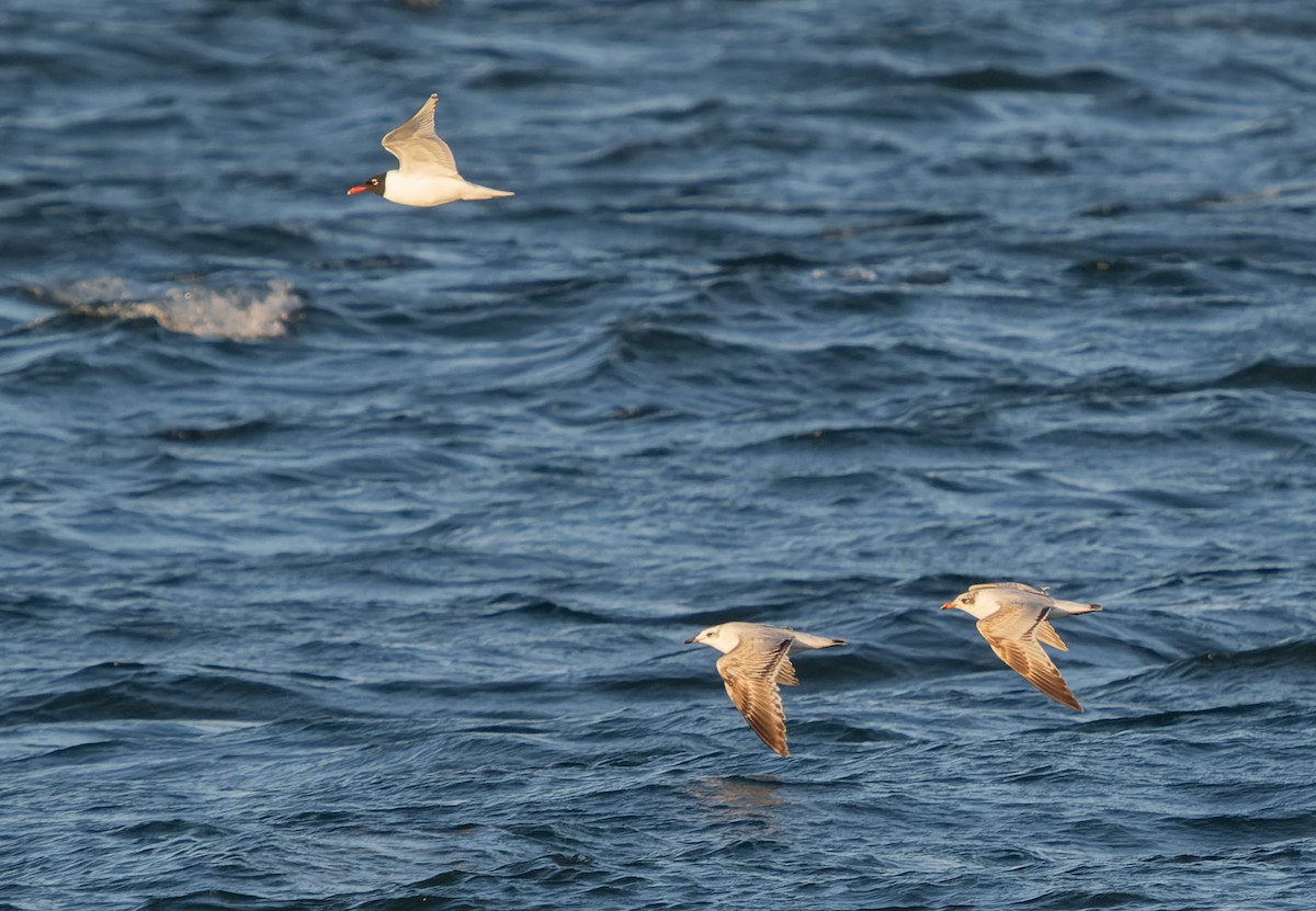 Mediterranean Gull - Simon Colenutt