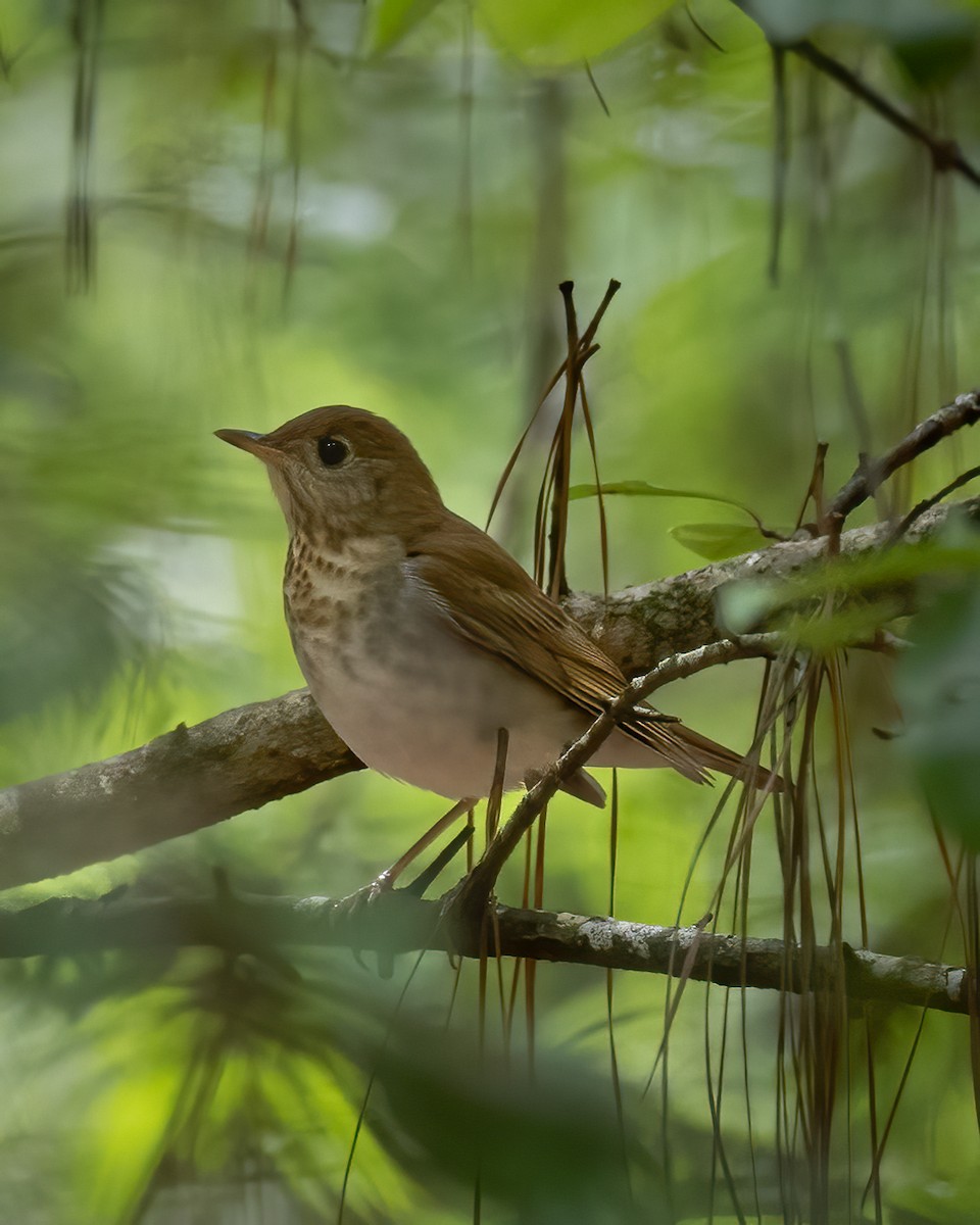 Veery - ML618221259