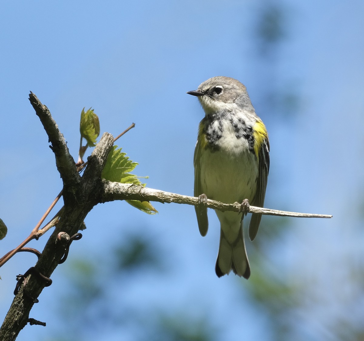 Yellow-rumped Warbler - Cherie F