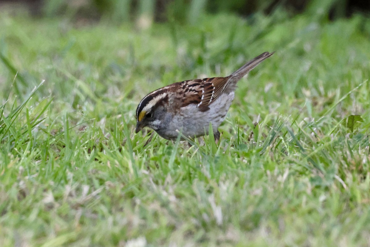 White-throated Sparrow - Brandon Stidum