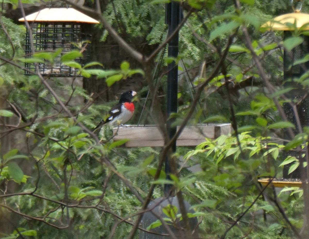 Rose-breasted Grosbeak - David Liebl