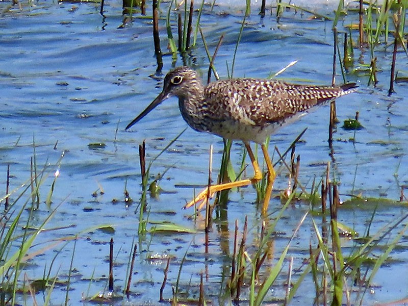 Greater Yellowlegs - Karen Lebing