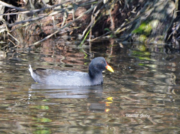 Red-fronted Coot - Manuel Godoy