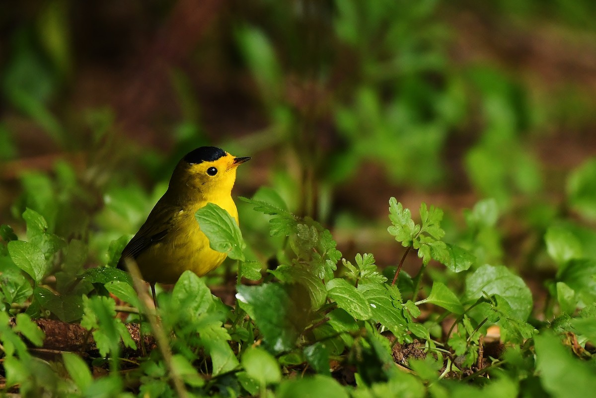 Wilson's Warbler - Rachel Hudson