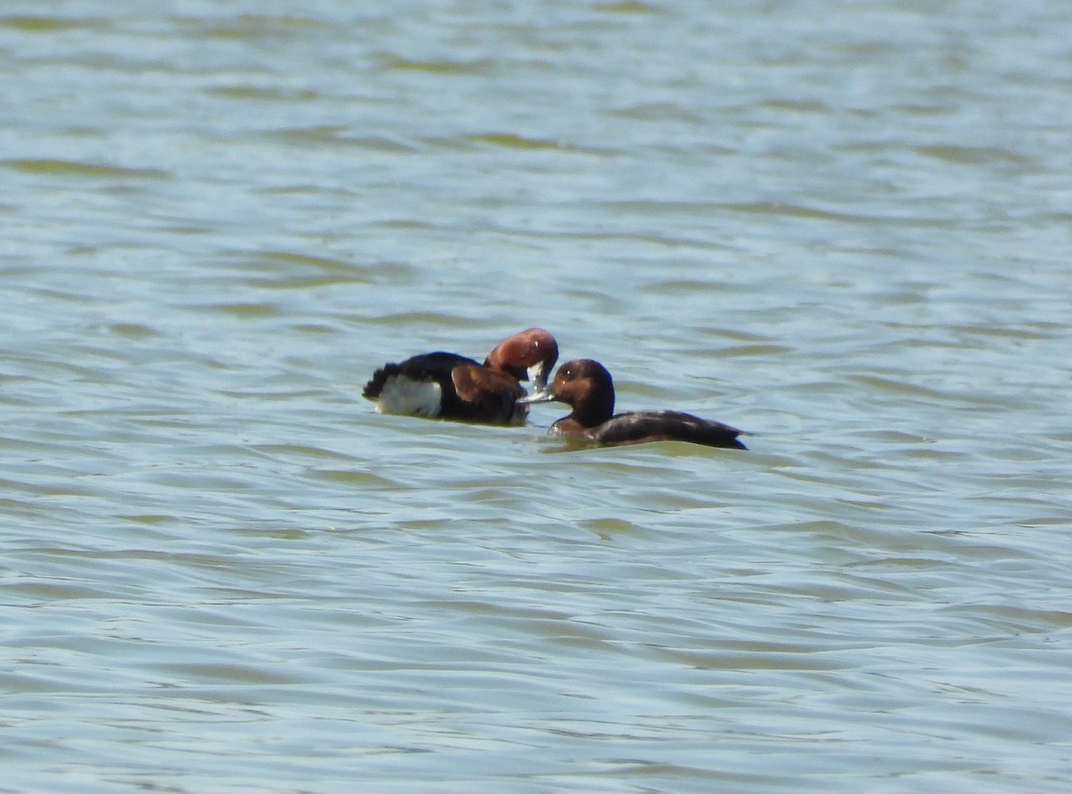 Ferruginous Duck - ML618221354