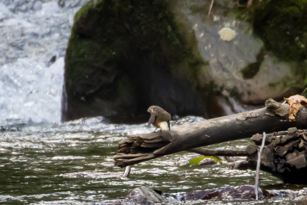 Buff-rumped Warbler - Michael Warner