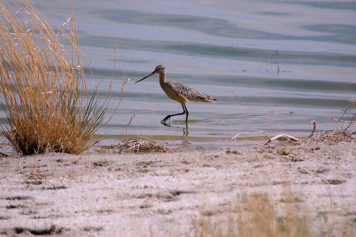 Marbled Godwit - ML618221358