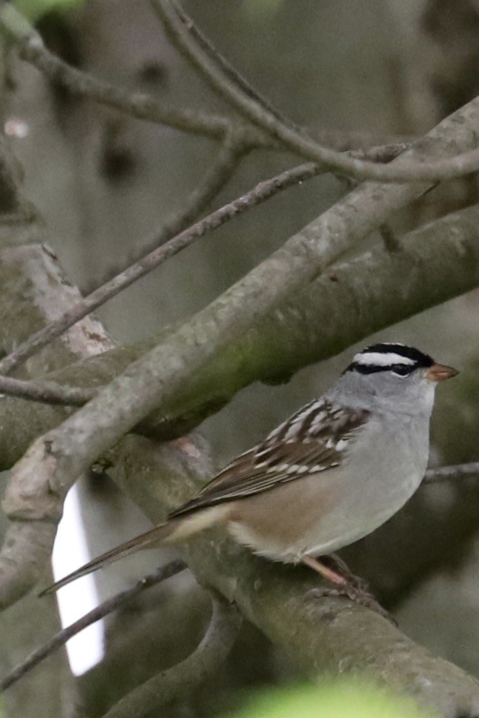 White-crowned Sparrow - JoAnn Dalley