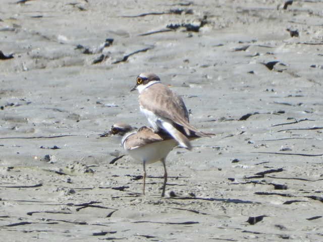 Little Ringed Plover - ML618221370