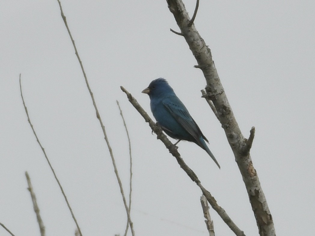 Blue Grosbeak - Kent Kleman