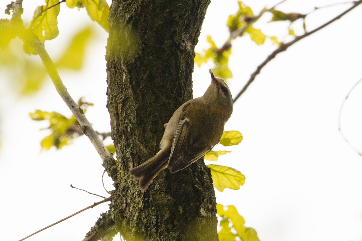 Common Firecrest - Letty Roedolf Groenenboom