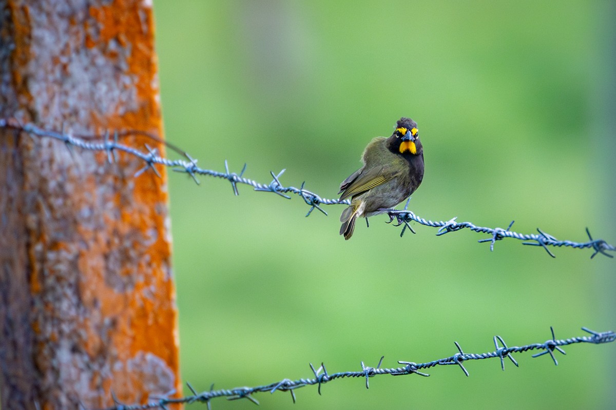 Yellow-faced Grassquit - Michael Warner