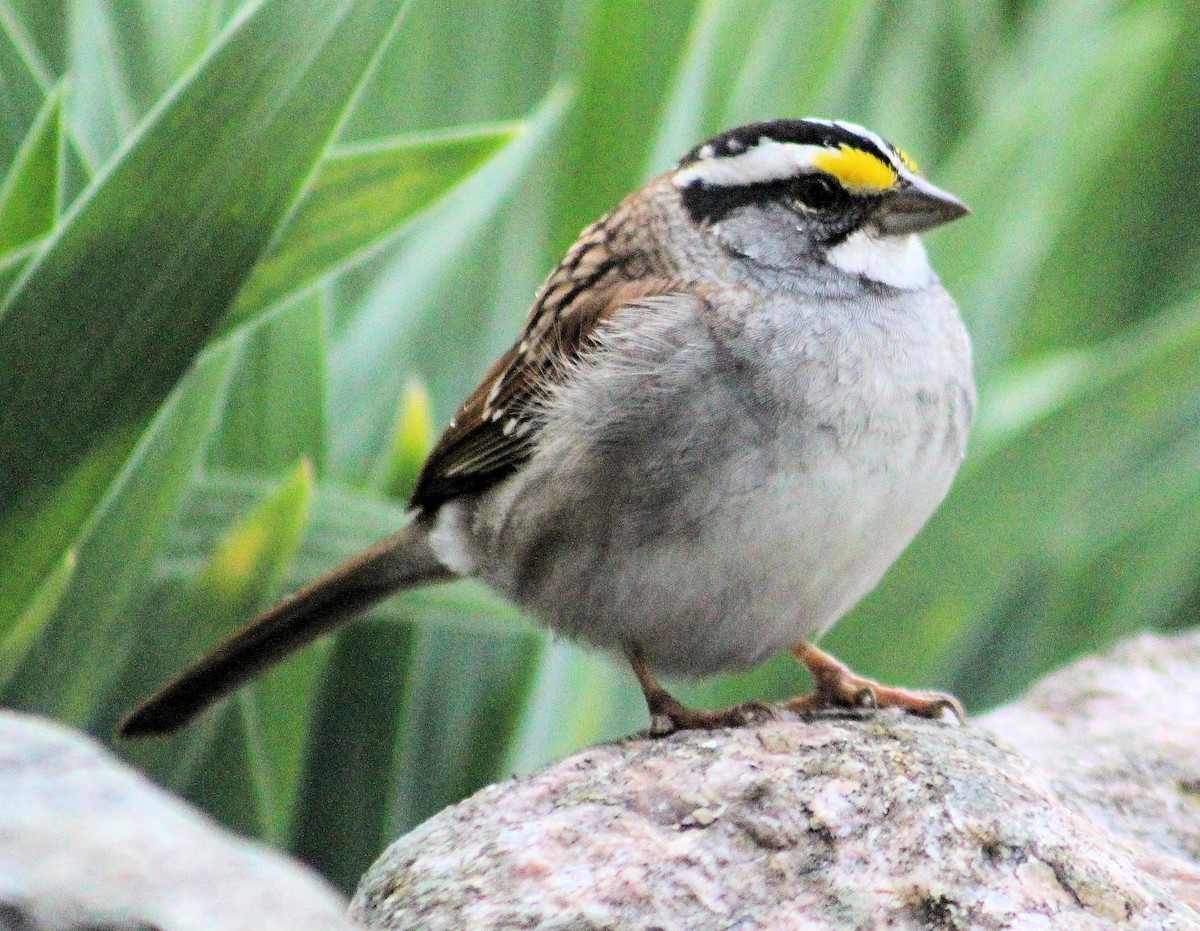 White-throated Sparrow - Jo-Anne McDonald