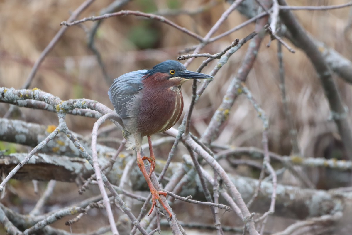 Green Heron - Nancy Gill