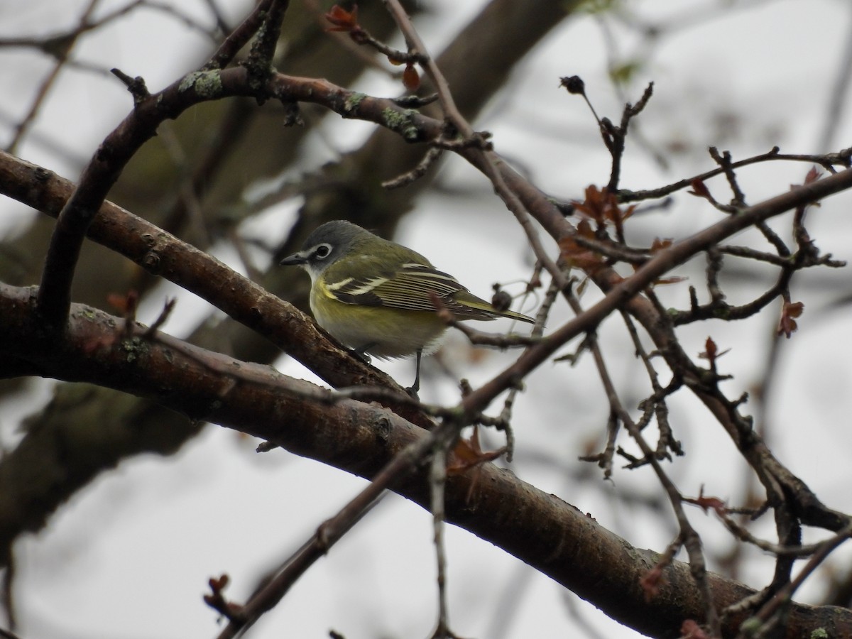 Blue-headed Vireo - Michelle Bélanger