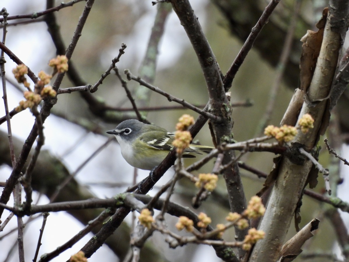 Blue-headed Vireo - Michelle Bélanger