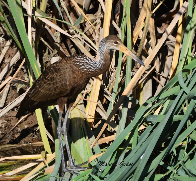 Limpkin - Manuel Godoy