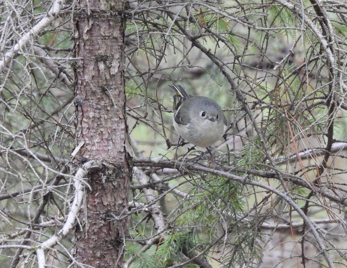 Ruby-crowned Kinglet - Michelle Bélanger