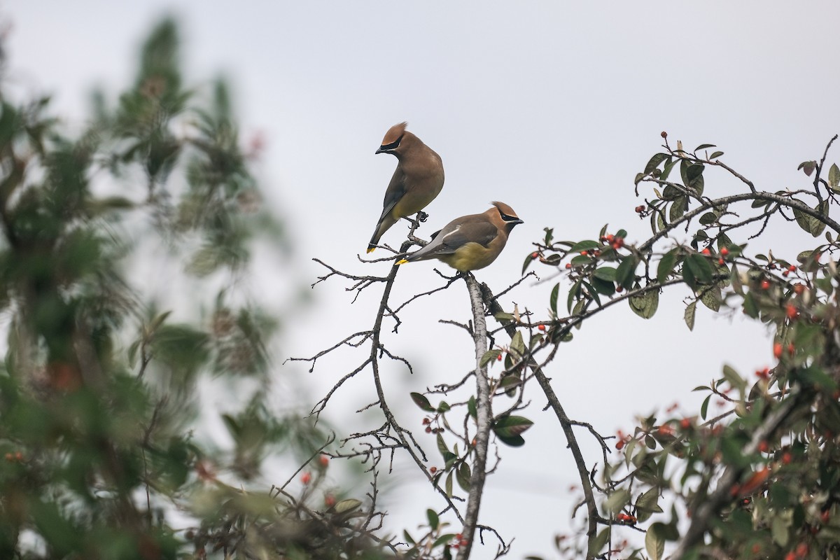 Cedar Waxwing - Rodolfo Ramírez