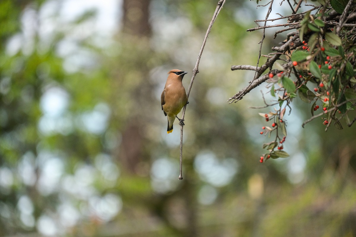 Cedar Waxwing - Rodolfo Ramírez