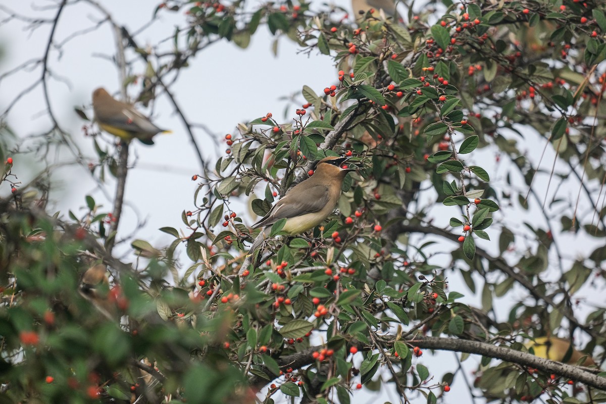 Cedar Waxwing - Rodolfo Ramírez