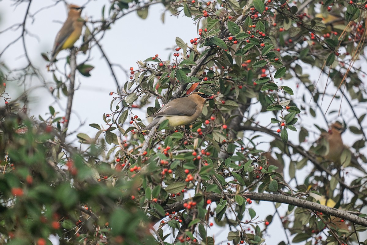 Cedar Waxwing - Rodolfo Ramírez