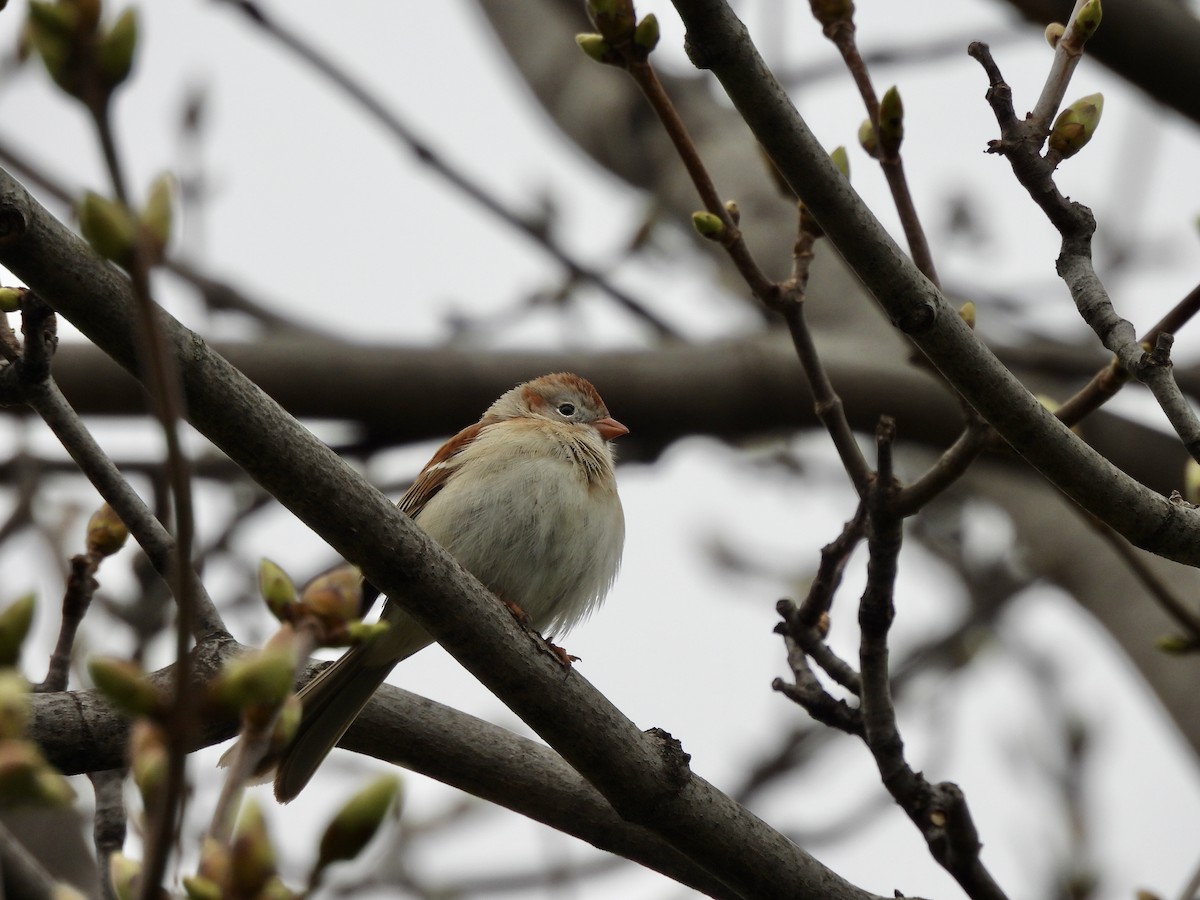 Field Sparrow - Michelle Bélanger