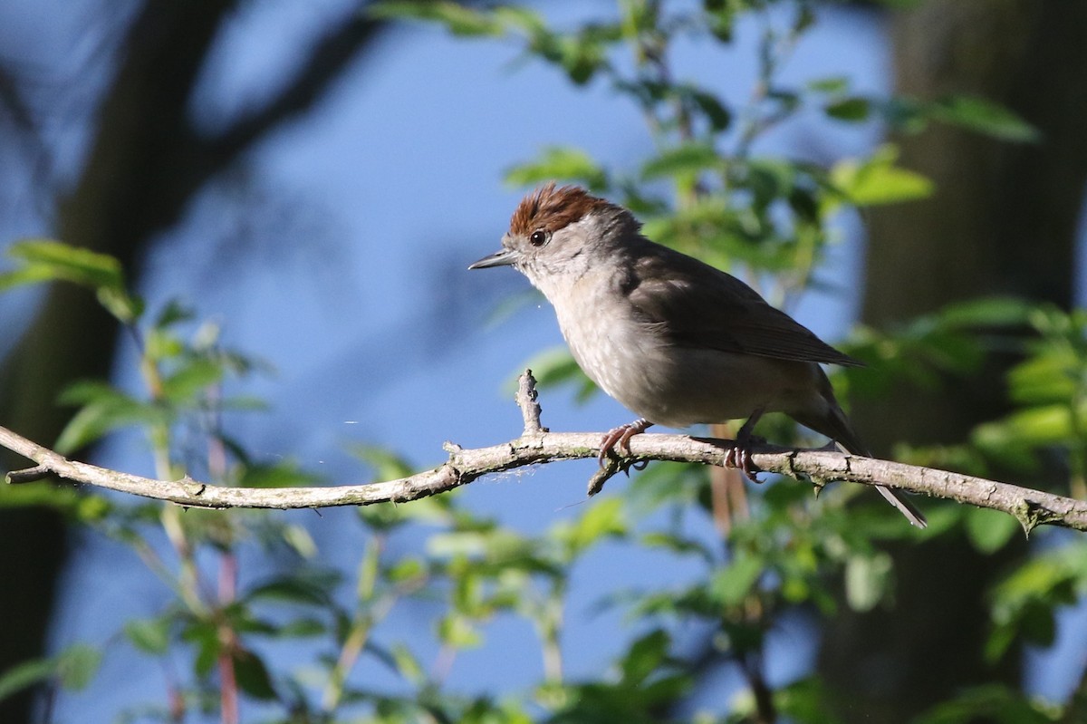 Eurasian Blackcap - ML618221496