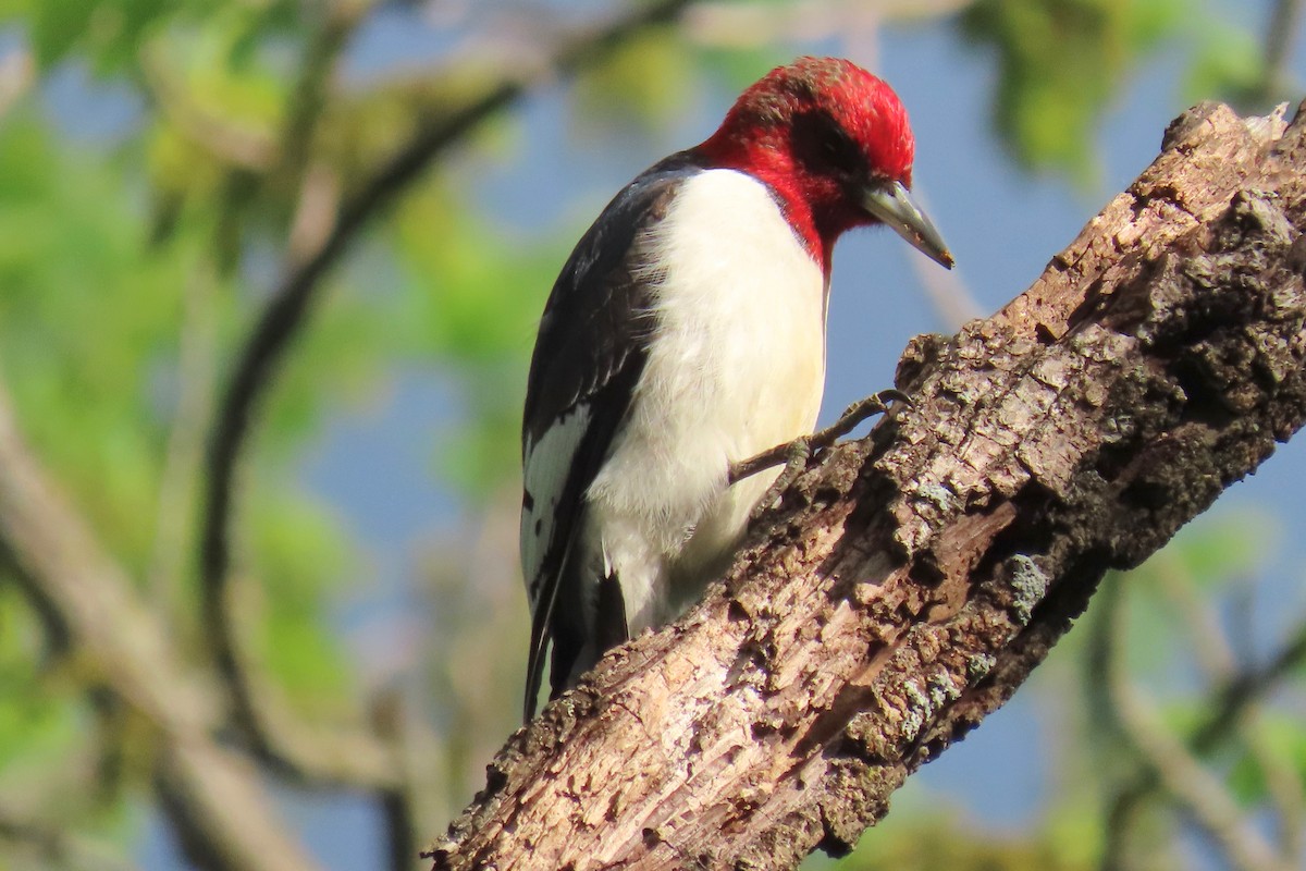 Red-headed Woodpecker - Terry Swope