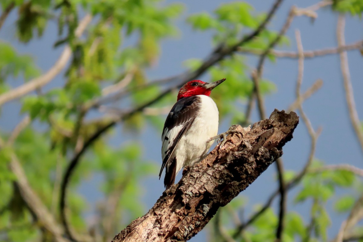 Red-headed Woodpecker - Terry Swope