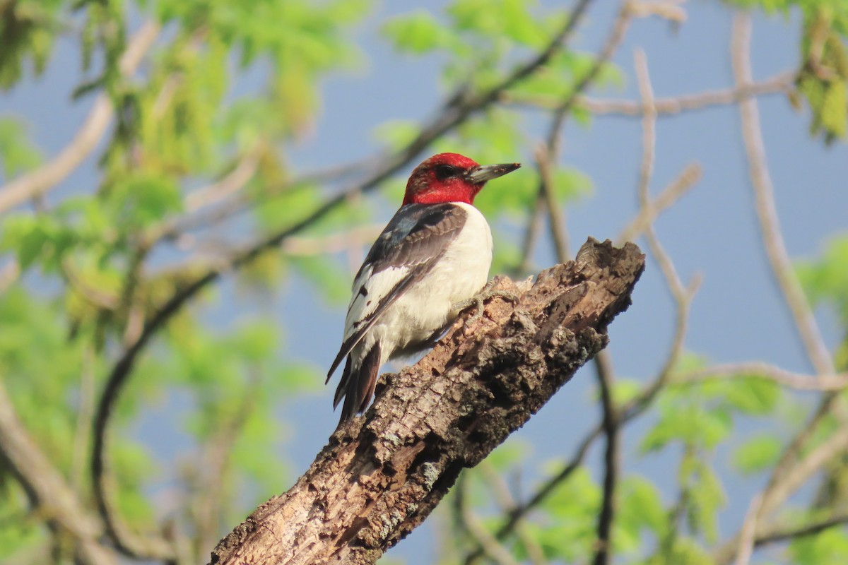 Red-headed Woodpecker - Terry Swope