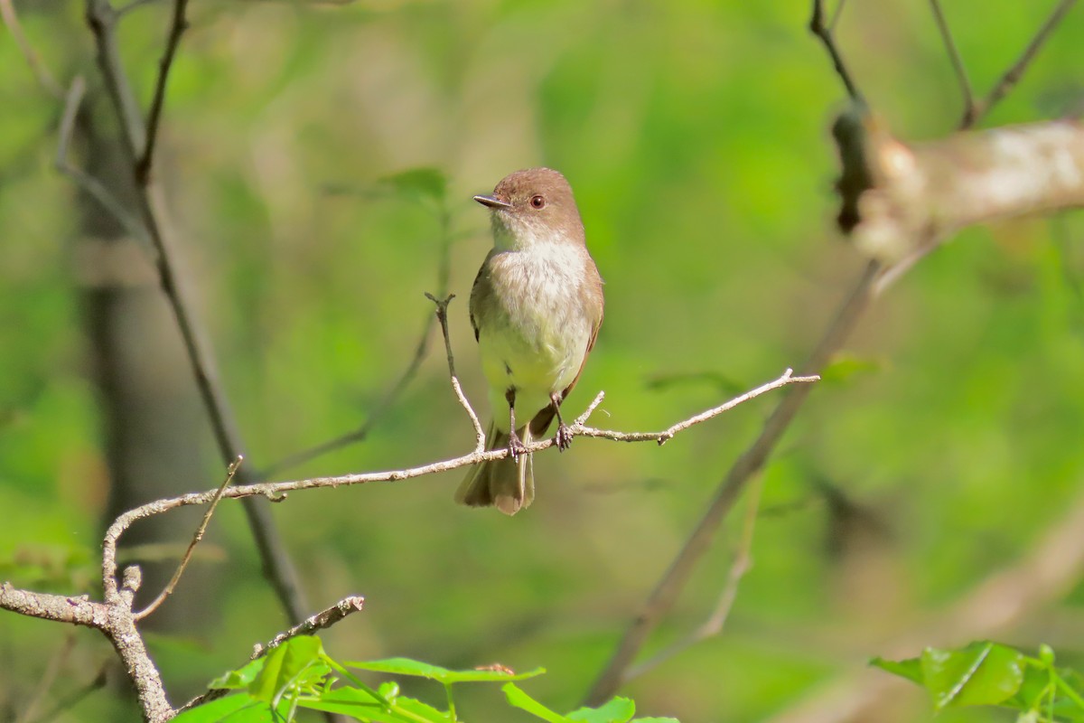 Eastern Phoebe - Terry Swope