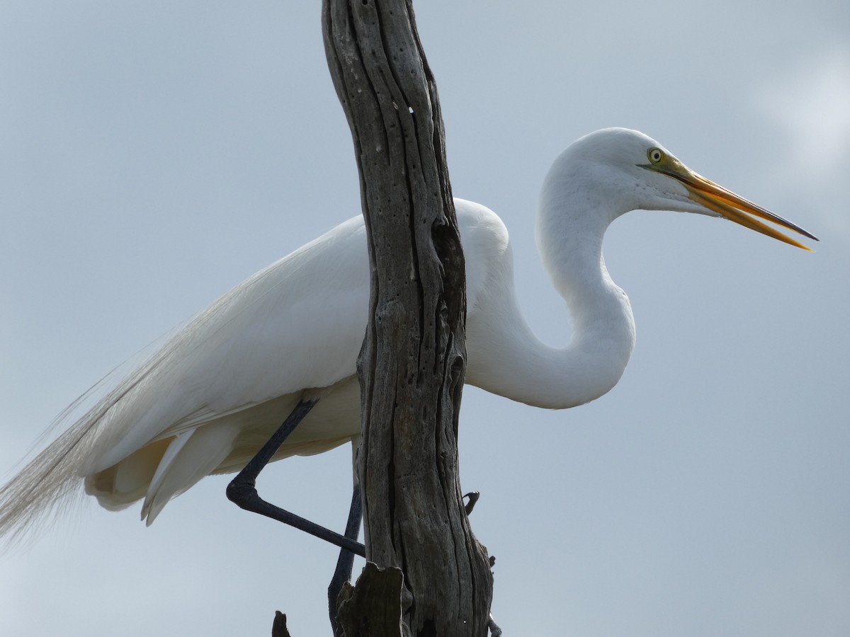 Great Egret - ML618221515