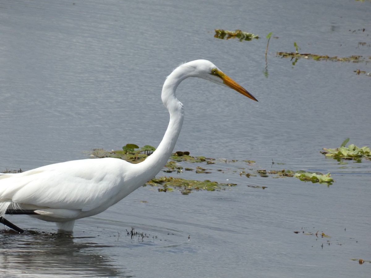 Great Egret - Jayden Schirle