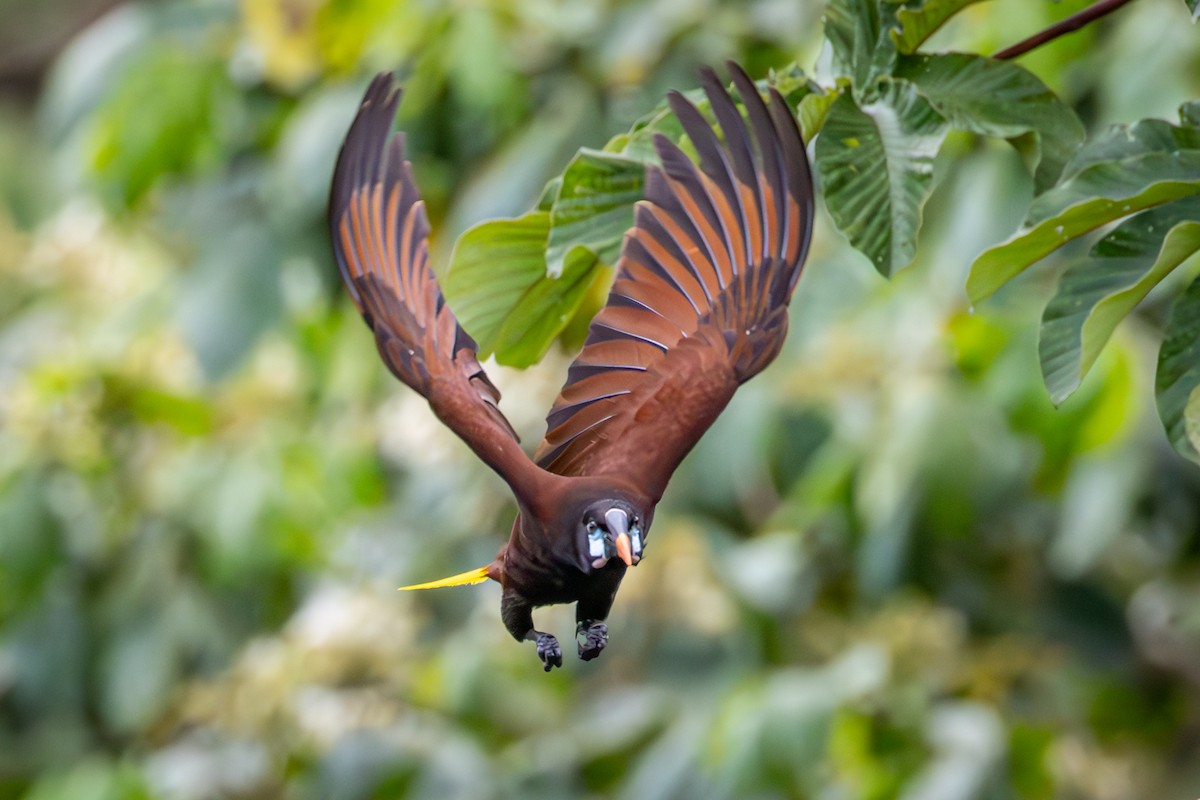 Montezuma Oropendola - Michael Warner