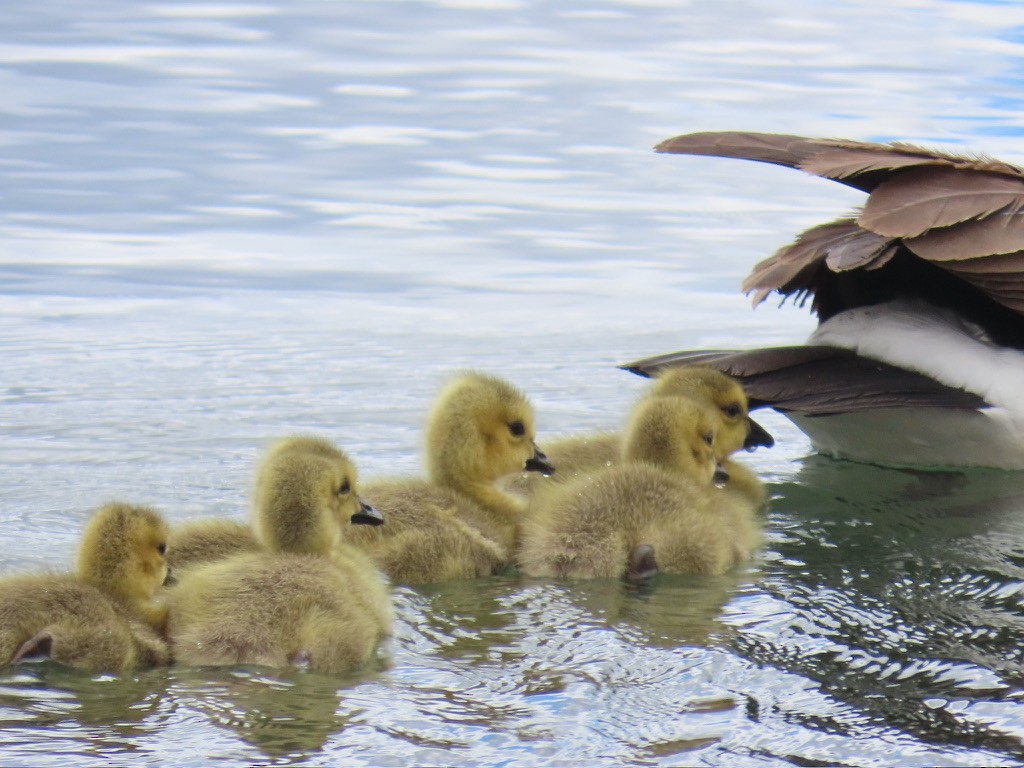 Canada Goose - ML618221552