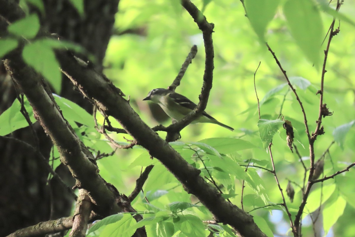 Mavi Başlı Vireo - ML618221562