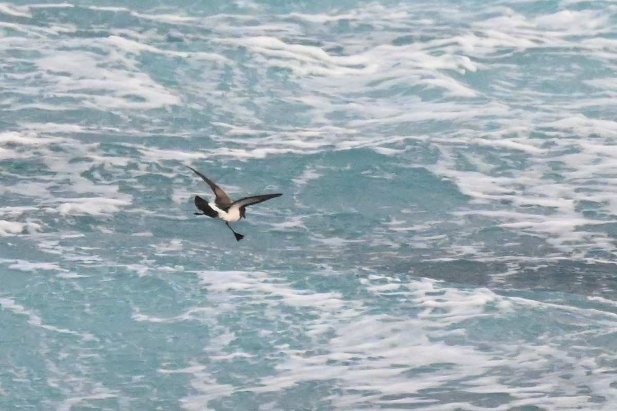 White-bellied Storm-Petrel - ML618221574