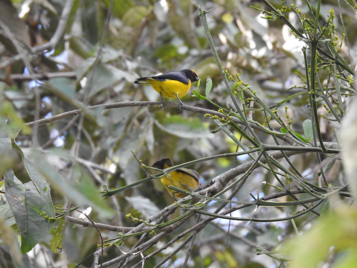 Scrub Euphonia - Erick Barbato