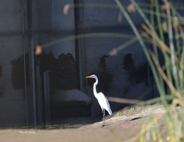 Great Egret - Manuel Godoy