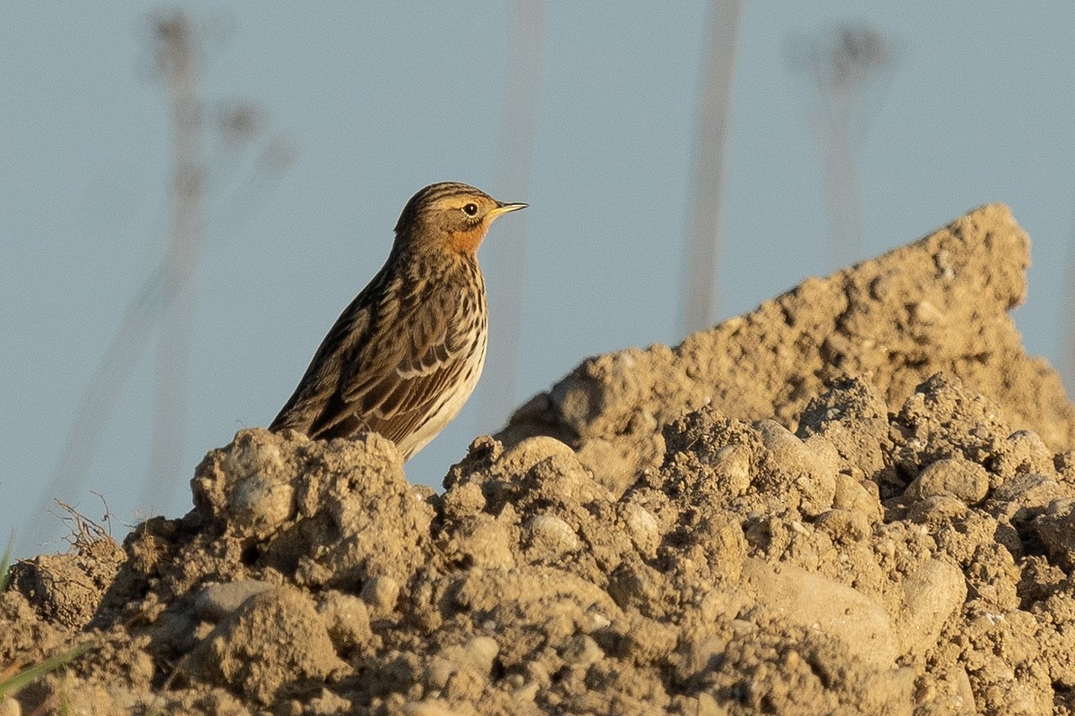 Red-throated Pipit - ML618221589