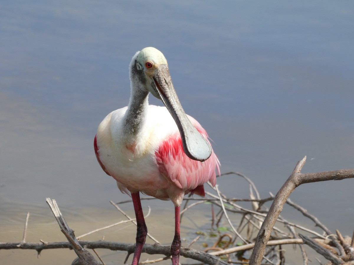 Roseate Spoonbill - Jayden Schirle