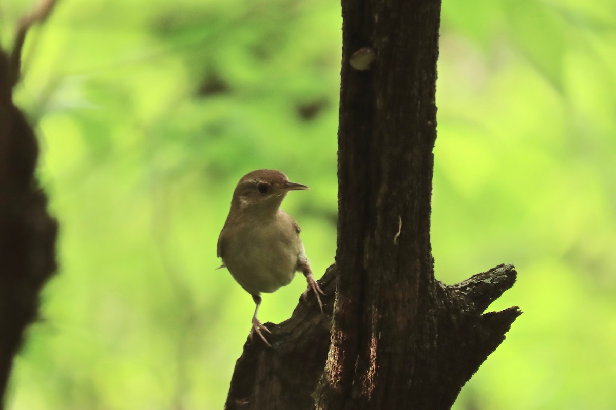 House Wren - ML618221599