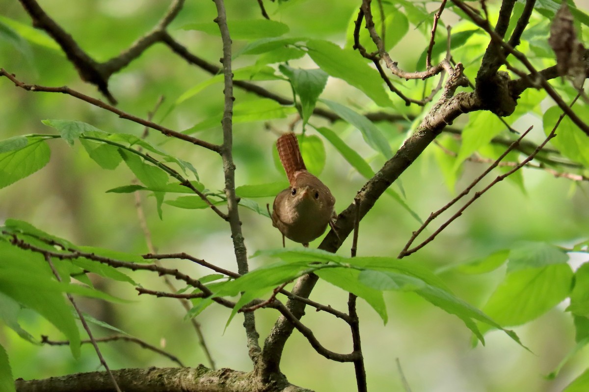 House Wren - Terry Swope